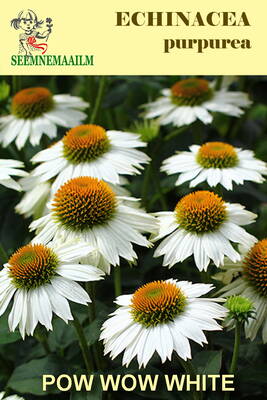 Siilkübar "PowWow White" (päevakübar, Echinacea purpurea)